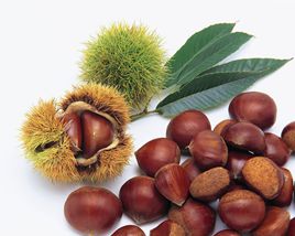 Chestnut