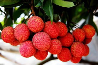 Lychee